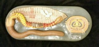 Vintage / Antique Welch Earthworm Animal Biology Anatomical Model