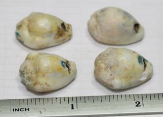 Viking BEADS ANCIENT BIG shells 4 PC shell pendants 5