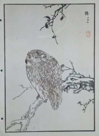 Ural Owl : Print Of A 1880s Japanese Woodblock Bird Print By Bairei