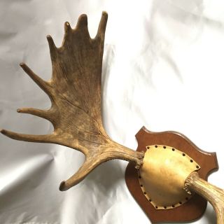 Yukon Moose Rack Big Palms Antlers Rare Trophy Taxidermy Mount Full Set 10