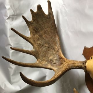 Yukon Moose Rack Big Palms Antlers Rare Trophy Taxidermy Mount Full Set 11