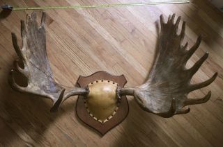 Yukon Moose Rack Big Palms Antlers Rare Trophy Taxidermy Mount Full Set 12