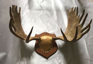 Yukon Moose Rack Big Palms Antlers Rare Trophy Taxidermy Mount Full Set 2