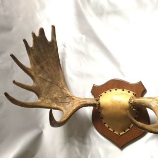 Yukon Moose Rack Big Palms Antlers Rare Trophy Taxidermy Mount Full Set 3
