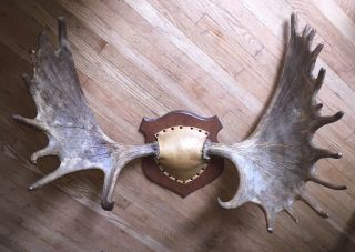 Yukon Moose Rack Big Palms Antlers Rare Trophy Taxidermy Mount Full Set 6