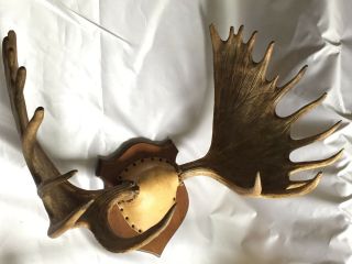 Yukon Moose Rack Big Palms Antlers Rare Trophy Taxidermy Mount Full Set 9