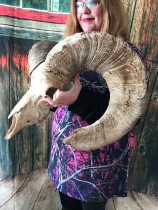 Sd223 Real Rare Big Horn Sheep Skull Ram Animal Mount Unique Gift Head Art Cape