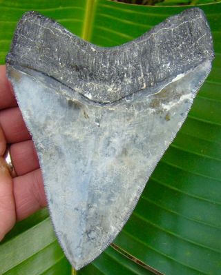 Megalodon Shark Tooth - RARE 5 in.  VENICE BEACH,  Florida - NO RESTORATIONS 2