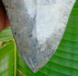 Megalodon Shark Tooth - RARE 5 in.  VENICE BEACH,  Florida - NO RESTORATIONS 3