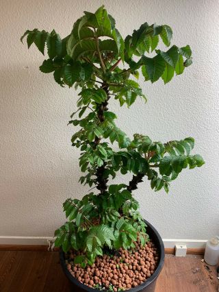 Beiselia Mexicana Large Rare Bursereae plant caudiciorm 3
