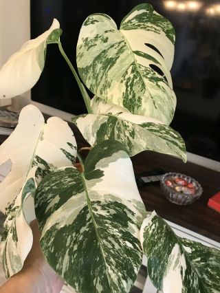 EXTRM WHITE Variegated.  Rare Monstera Deliciosa Borsigiana Albo Variegata 6