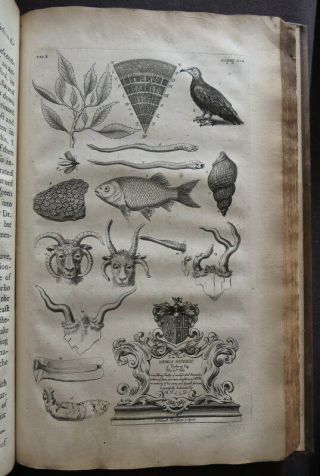 NATURAL HISTORY OXFORDSHIRE 1677 PLOT 1st FOSSILS PLANTS ANTIQUITIES SHELLS 10