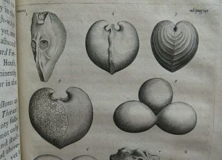 NATURAL HISTORY OXFORDSHIRE 1677 PLOT 1st FOSSILS PLANTS ANTIQUITIES SHELLS 4