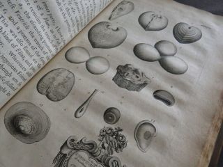NATURAL HISTORY OXFORDSHIRE 1677 PLOT 1st FOSSILS PLANTS ANTIQUITIES SHELLS 8