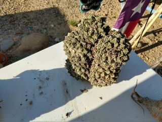 Ariocarpus Fissuratus,  Texas Living Rock Cactus,  Rare 5 Headed Plant,  3 Extra