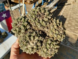 Ariocarpus fissuratus,  Texas Living Rock Cactus,  Rare 5 headed plant,  3 extra 2