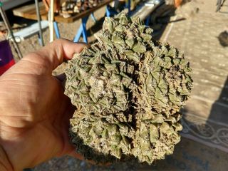 Ariocarpus fissuratus,  Texas Living Rock Cactus,  Rare 5 headed plant,  3 extra 3