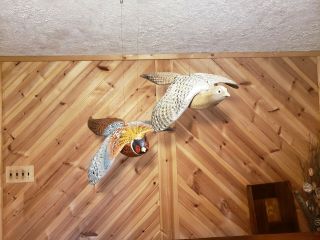 Ring - necked pheasant wood carving game bird duck decoy Casey Edwards 12
