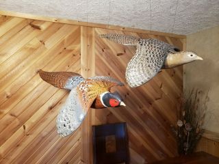 Ring - necked pheasant wood carving game bird duck decoy Casey Edwards 2