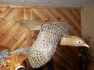 Ring - necked pheasant wood carving game bird duck decoy Casey Edwards 7