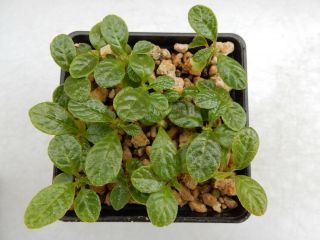 Dorstenia gigas 100 seeds - Succulent - Caudex - Rare - Socotra 2