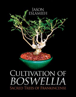 Boswellia ameero Frankincense Plant RC Rarely Offered Boswellia ameero plant 5