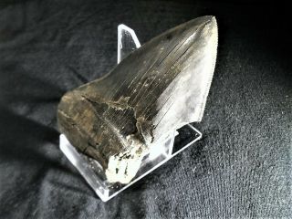 MEGALODON SHARKS TOOTH Massive 5.  25 ' x 3 ' Atlantic Ocean A PIECE 3