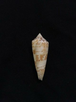 Gradiconus dispar Sowerby 37 mm Mexico Rare Conus 6