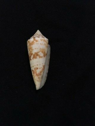 Gradiconus dispar Sowerby 37 mm Mexico Rare Conus 7