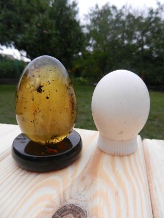 Rere Antique Baltic Amber Butterscotch Egg Yolk Natural Large 89 G