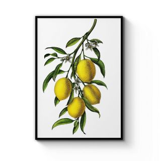Vintage Lemon Tree Botanical Drawing Illustration Art Print Poster A4 - B1 Framed
