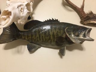 Small Mouth Bass Fish 17 " Taxidermy Fish Mount Vintage Man Cave