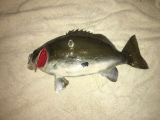 Small Mouth Bass Fish 17 