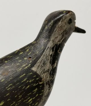 Antique Fine Painted Hunting Decoy Shorebird Plover Snipe Birdshot Damage 7