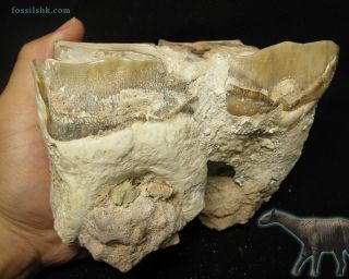 Extinct Rhino 2 Molar Fossil,  Largest Mammal Indricotherium Paraceratherium Rare