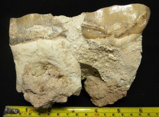 Extinct Rhino 2 molar fossil,  Largest mammal Indricotherium Paraceratherium RARE 2
