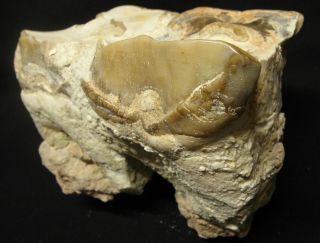 Extinct Rhino 2 molar fossil,  Largest mammal Indricotherium Paraceratherium RARE 3