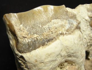 Extinct Rhino 2 molar fossil,  Largest mammal Indricotherium Paraceratherium RARE 4