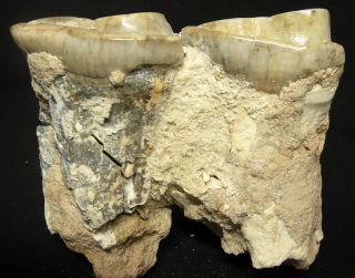 Extinct Rhino 2 molar fossil,  Largest mammal Indricotherium Paraceratherium RARE 6