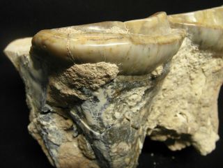 Extinct Rhino 2 molar fossil,  Largest mammal Indricotherium Paraceratherium RARE 8