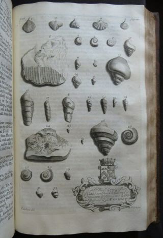 NATURAL HISTORY NORTHAMPTONSHIRE 1712 MORTON Plates BOTANY SHELLS ANTIQUITIES 10