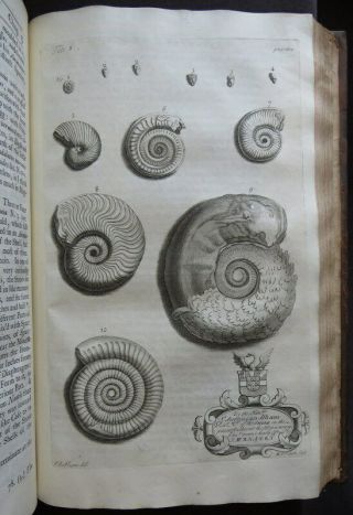 NATURAL HISTORY NORTHAMPTONSHIRE 1712 MORTON Plates BOTANY SHELLS ANTIQUITIES 11