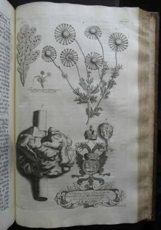 NATURAL HISTORY NORTHAMPTONSHIRE 1712 MORTON Plates BOTANY SHELLS ANTIQUITIES 12