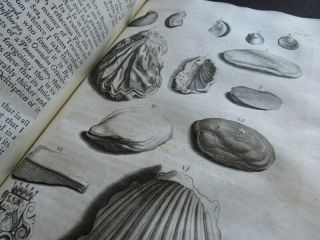 Natural History Northamptonshire 1712 Morton Plates Botany Shells Antiquities