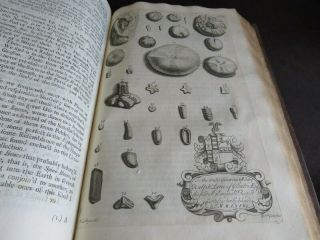 NATURAL HISTORY NORTHAMPTONSHIRE 1712 MORTON Plates BOTANY SHELLS ANTIQUITIES 6