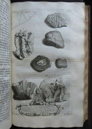 NATURAL HISTORY NORTHAMPTONSHIRE 1712 MORTON Plates BOTANY SHELLS ANTIQUITIES 7