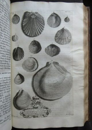 NATURAL HISTORY NORTHAMPTONSHIRE 1712 MORTON Plates BOTANY SHELLS ANTIQUITIES 8