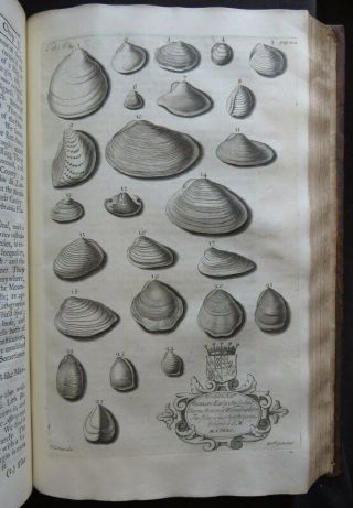 NATURAL HISTORY NORTHAMPTONSHIRE 1712 MORTON Plates BOTANY SHELLS ANTIQUITIES 9