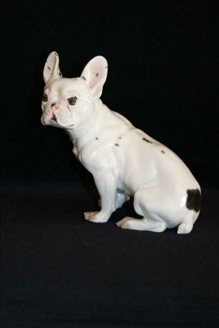 Offer Rare French Bulldog Augarten Wien Porcelain Royal Vienna Figurine Dog