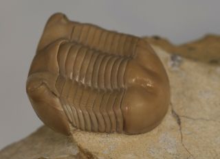 Russian Trilobite Illaenus Crassicauda Ordovician Fossil Rare